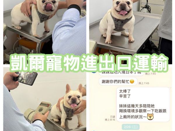 2025/02/17『日本』法鬥狗狗陪主人一起移民日本啦~~~~~